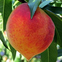 peach-220.jpg (12 KB)